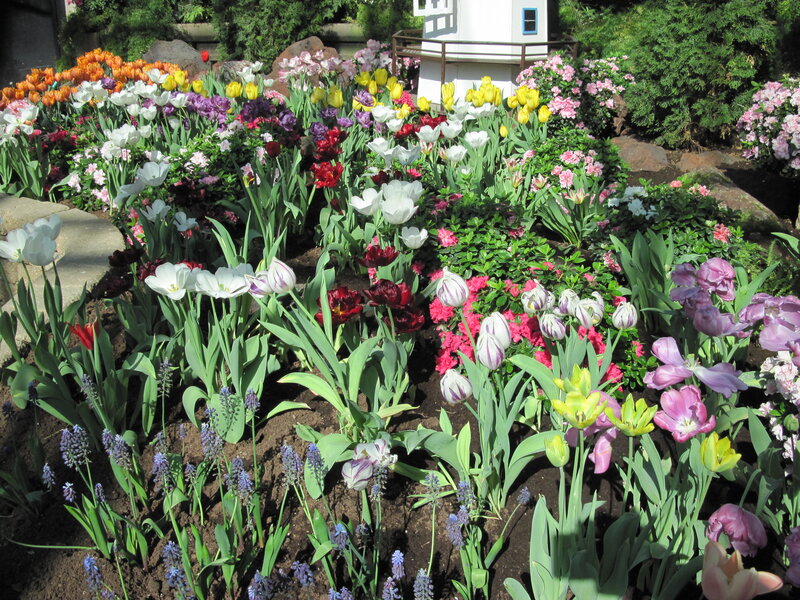 Colorful Tulip Garden — White, Serene