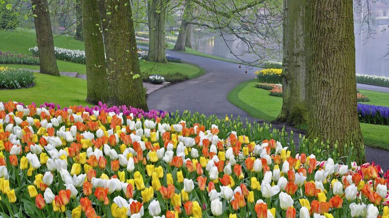 Colorful Tulip Garden — White
