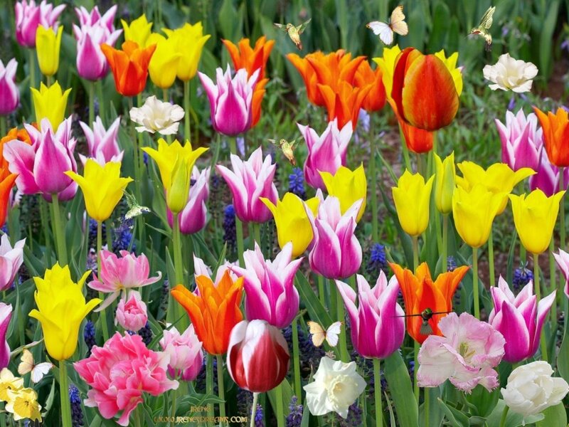 Colorful tulip garden with birds