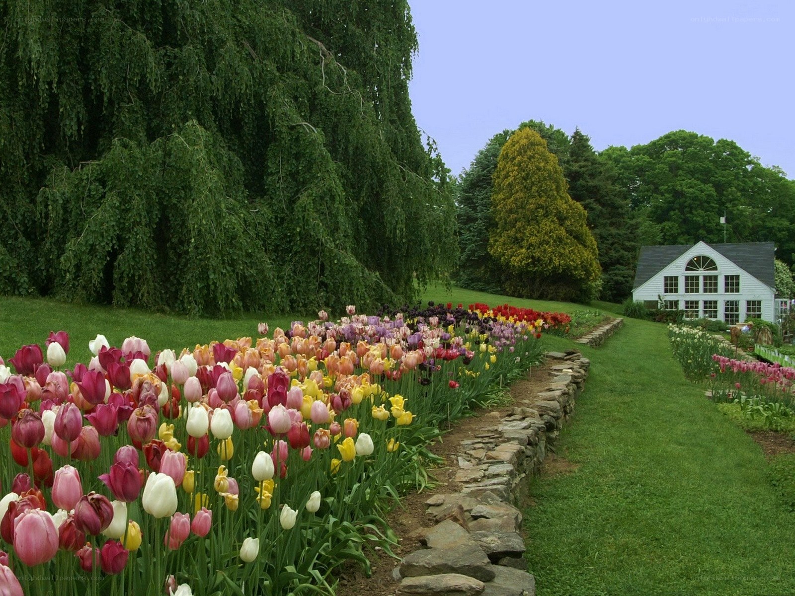 Colorful tulip garden with greenhouse