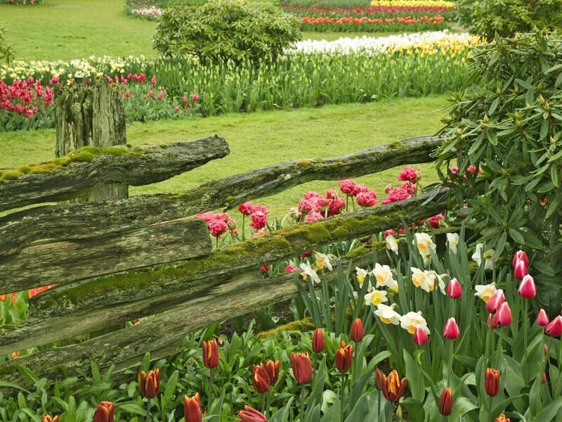 Colorful tulip garden with wooden fence