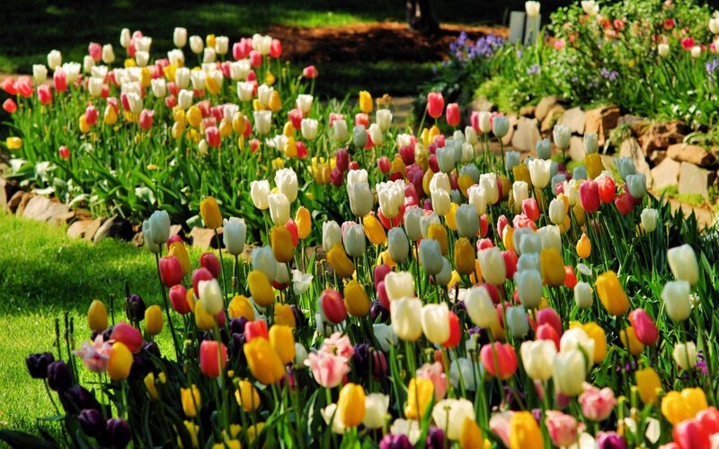 Colorful Tulip Garden — Yellow, Bright
