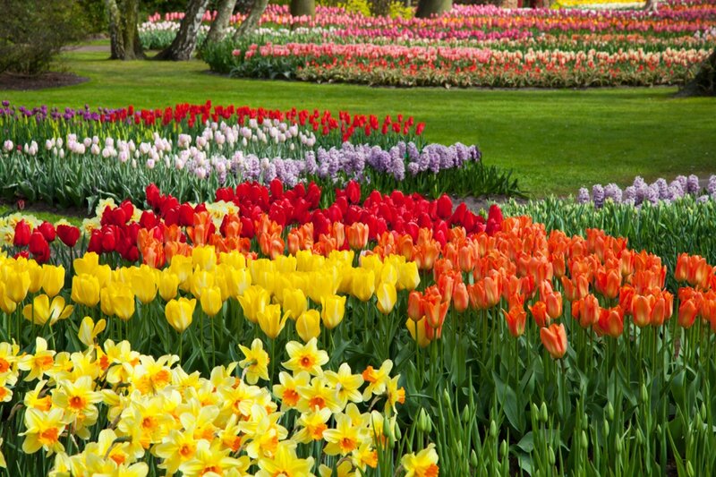 Colorful Tulip Garden — Yellow, Serene, Spring, Photograph, Daffodils