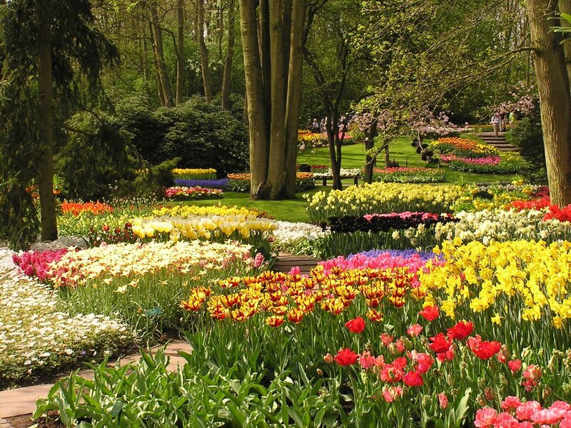 Colorful Tulip Garden — Yellow, Serene, Spring, Photograph, Trees