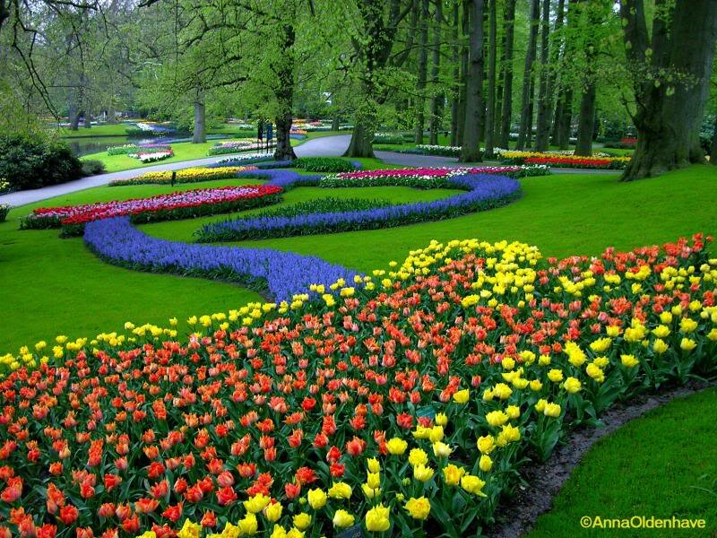 Colorful Tulip Garden — Yellow, Serene, Spring