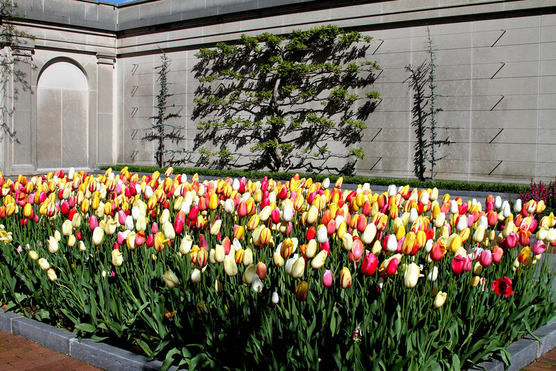 Colorful Tulip Garden — Yellow, Serene