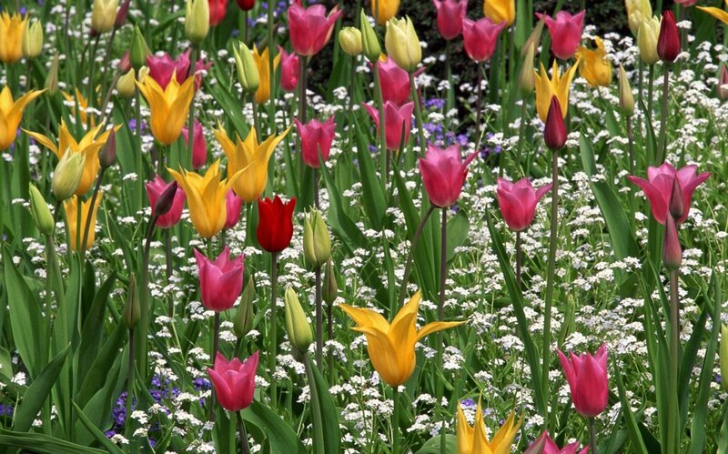 Colorful Tulip Garden — Yellow, Vibrant, Spring, Photograph