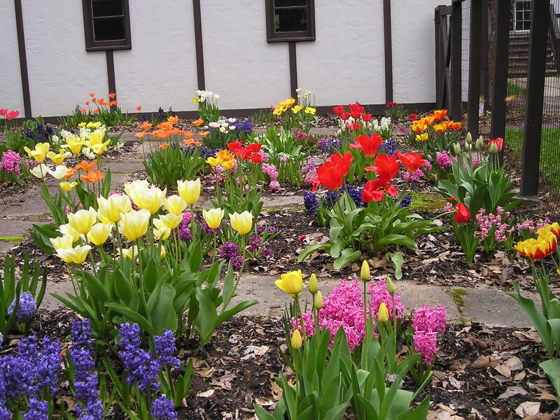 Colorful Tulip Garden — Yellow, Vibrant, Spring