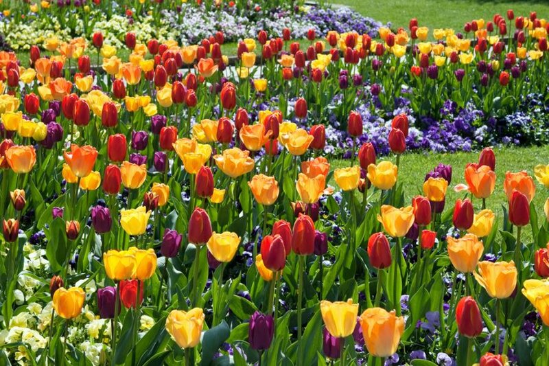 Colorful Tulip Garden — Yellow, Vibrant