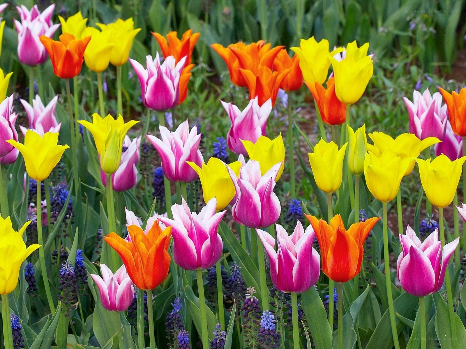 Colorful tulip garden