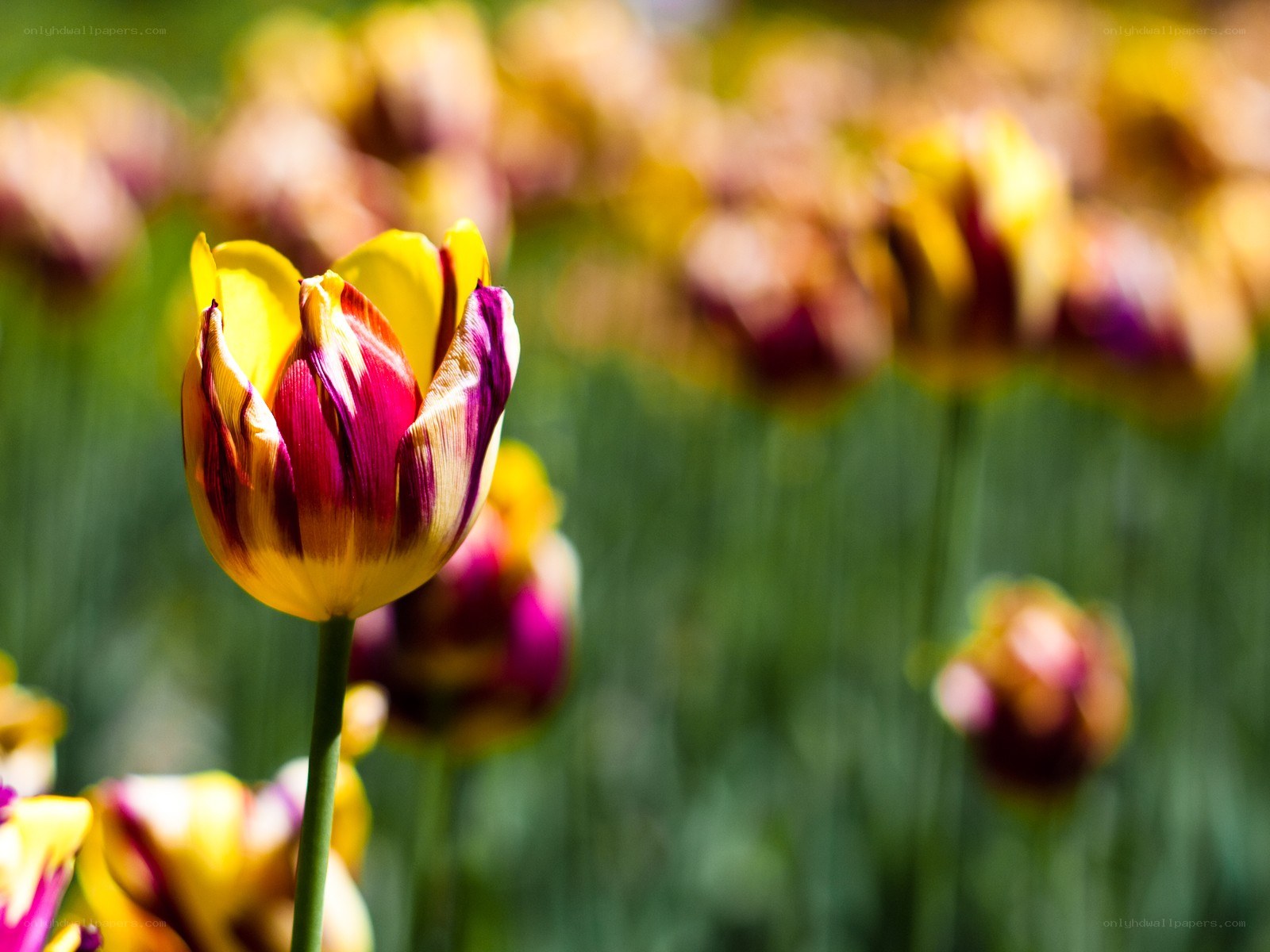 Colorful tulip in a field