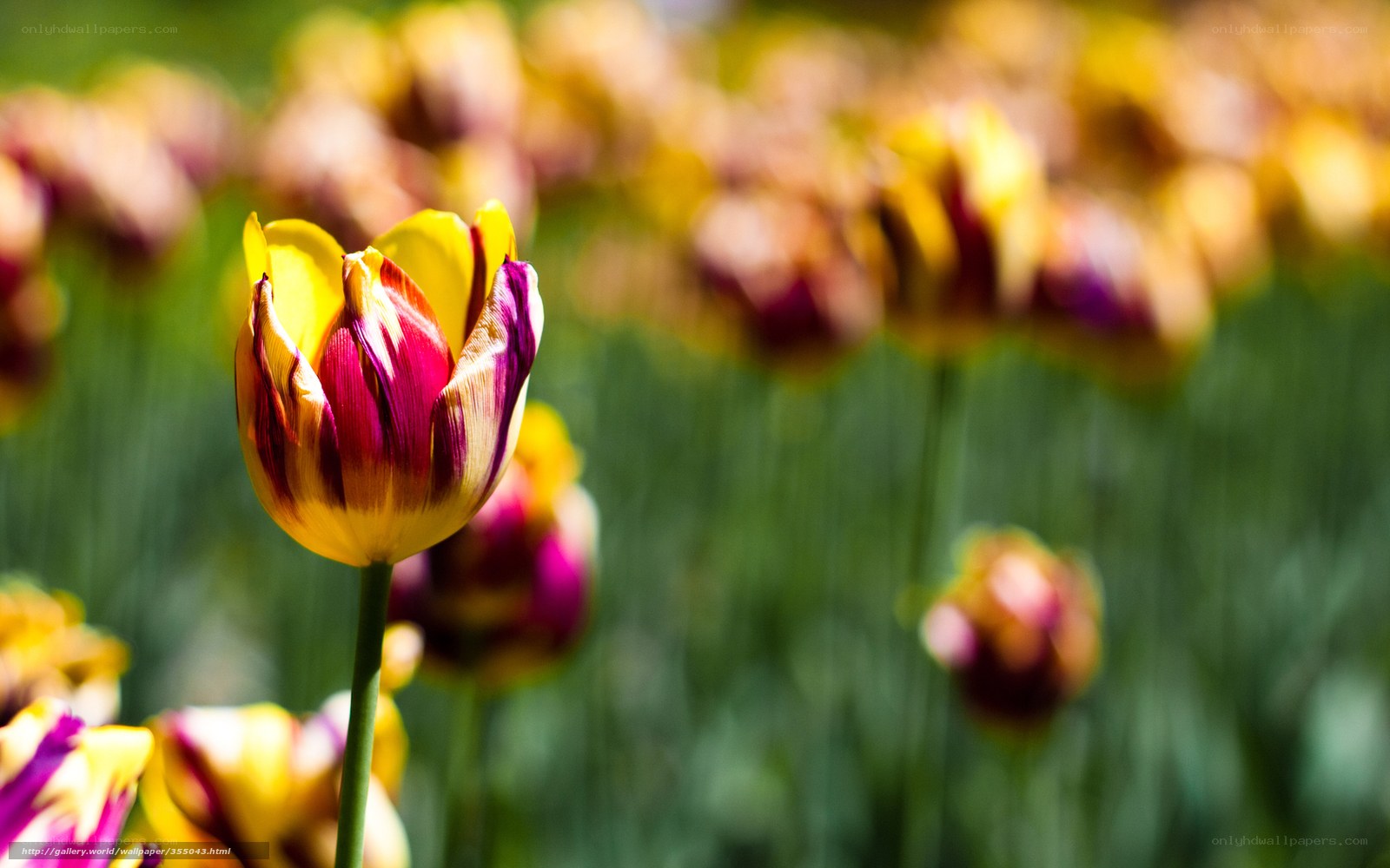 Colorful tulip in a field