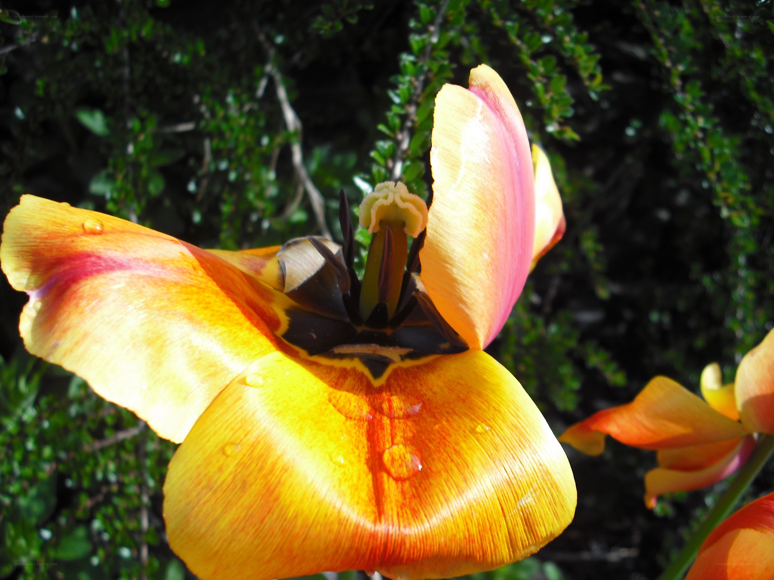 Colorful tulip in sunlight