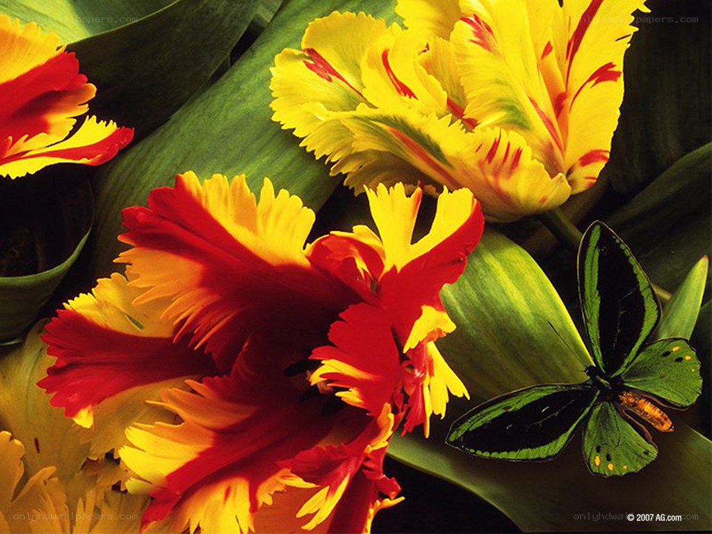 Colorful tulips and butterfly