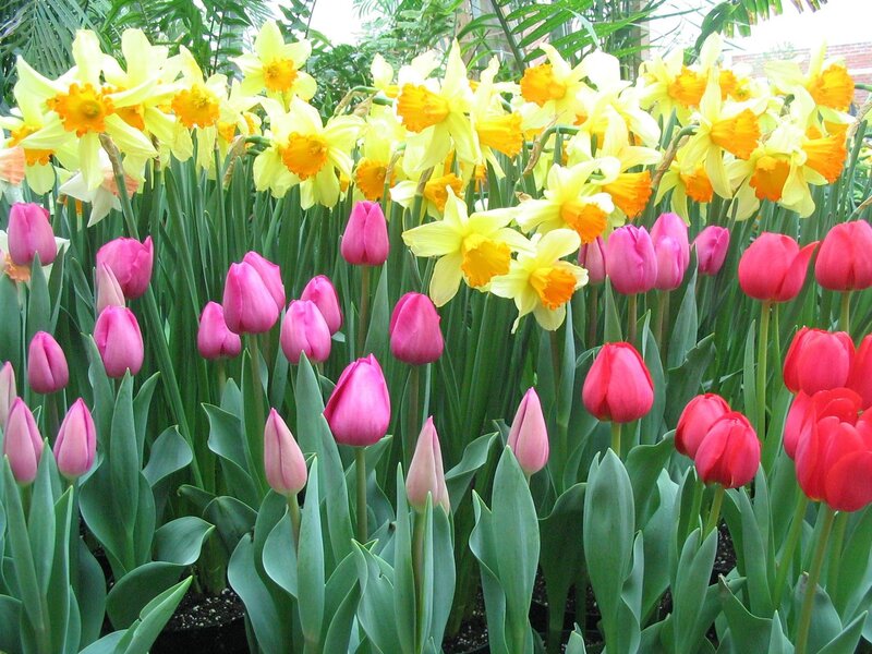 Colorful tulips and daffodils