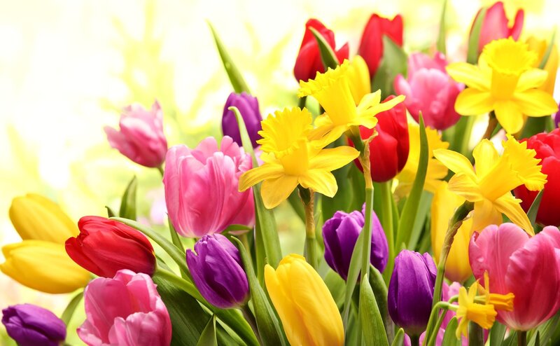 Colorful Tulips and Daffodils — Yellow, Bright