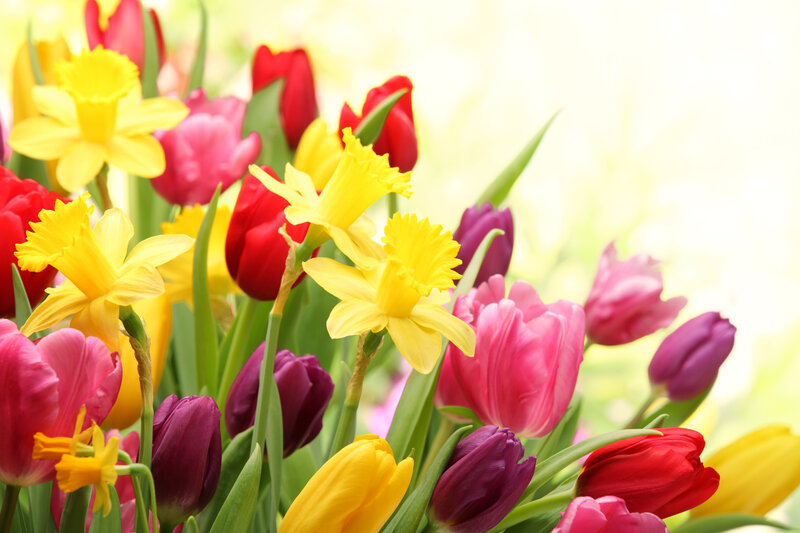Colorful Tulips and Daffodils — Yellow