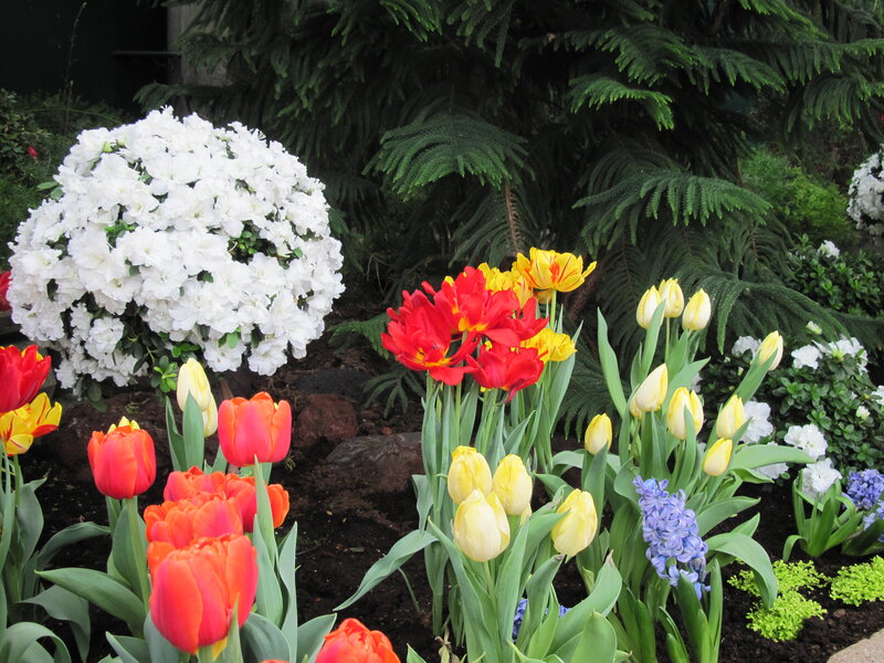 Colorful Tulips and Flowers