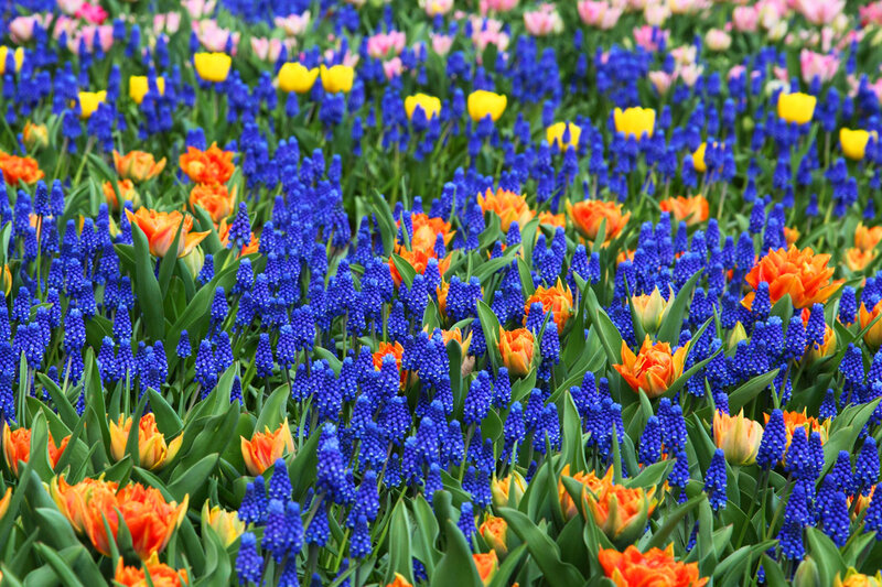 Colorful Tulips and Grape Hyacinths — Blue
