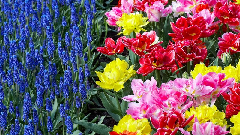 Colorful Tulips and Grape Hyacinths — Blue, Vibrant, Spring