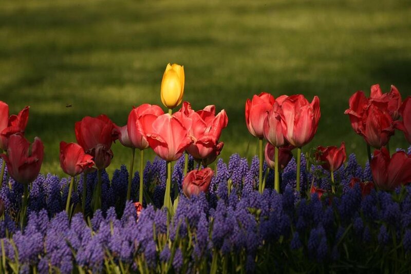 Colorful tulips and grape hyacinths