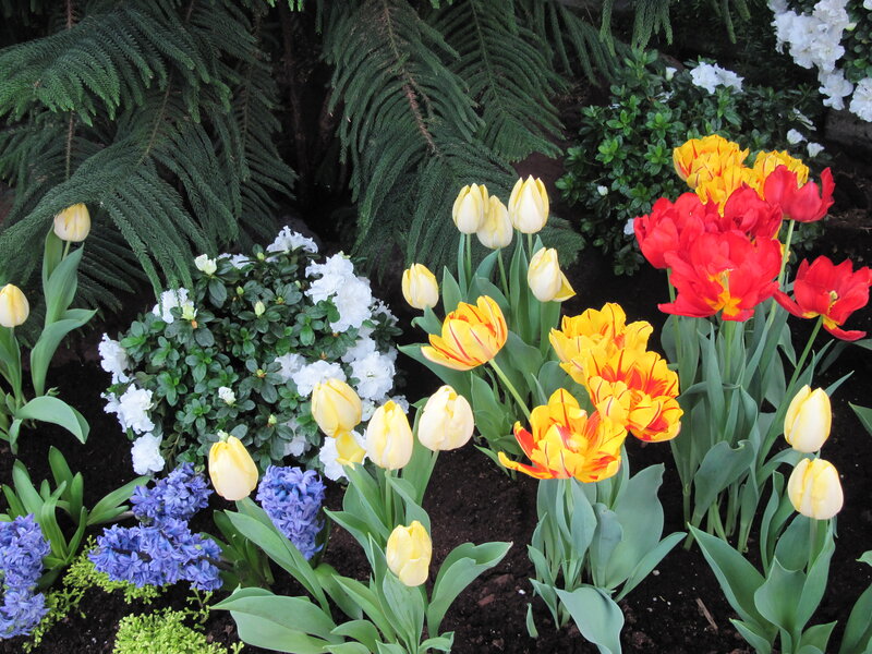 Colorful Tulips and Hyacinths