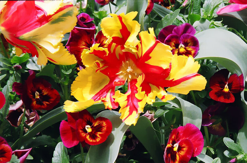 Colorful tulips and pansies