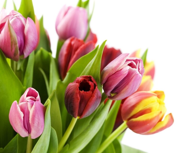 Colorful Tulips Bouquet — Pink