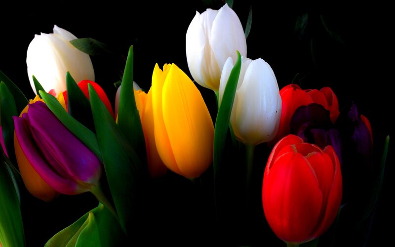 Colorful Tulips Bouquet — Red