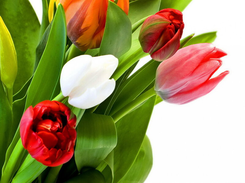 Colorful Tulips Bouquet