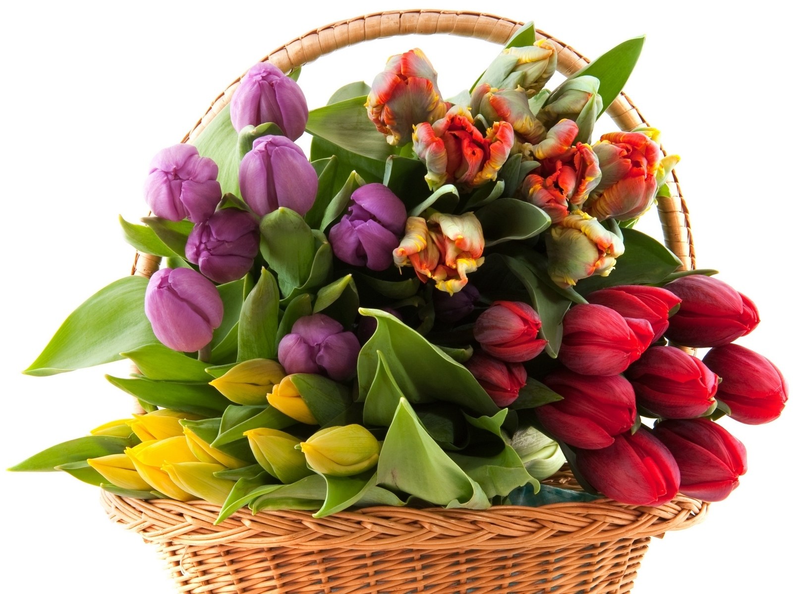 Colorful tulips in a basket
