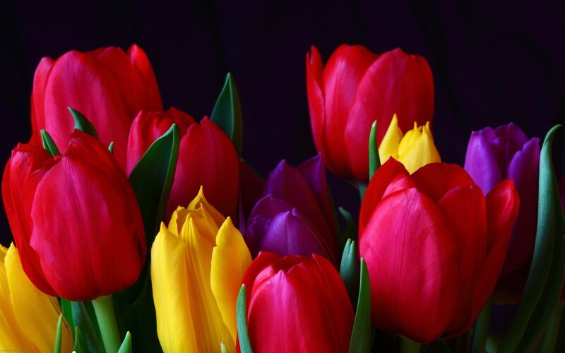 Colorful tulips in a bouquet