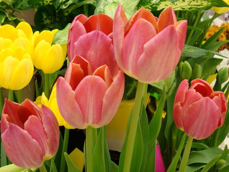 Colorful tulips in a bouquet