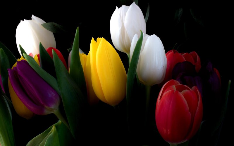 Colorful tulips in a bouquet