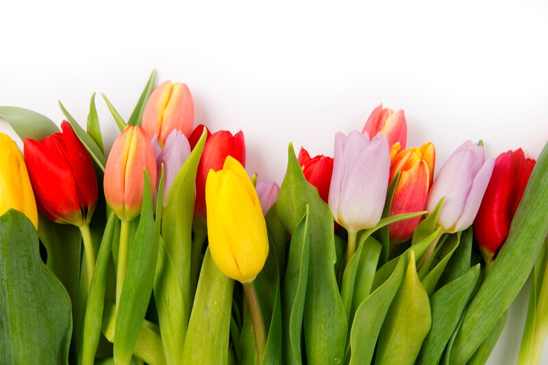 Colorful Tulips in a Bouquet — Yellow, Bright