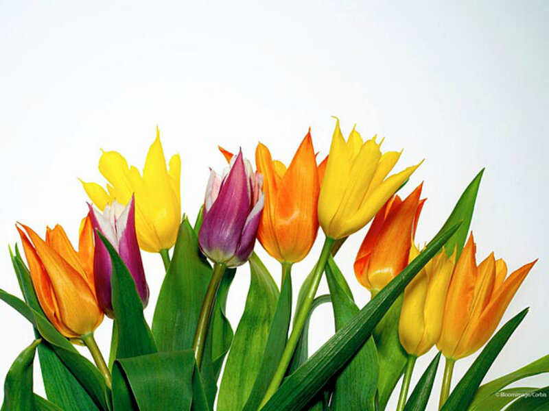 Colorful Tulips in a Bouquet — Yellow
