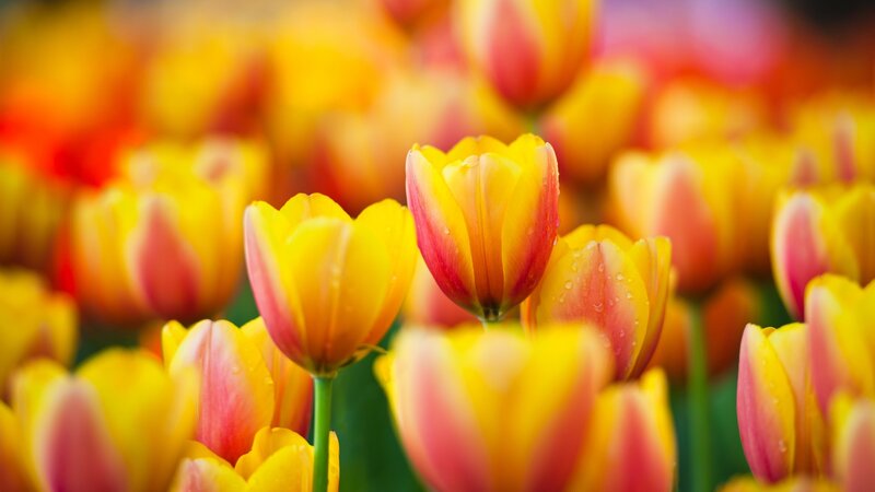 Colorful tulips in a field