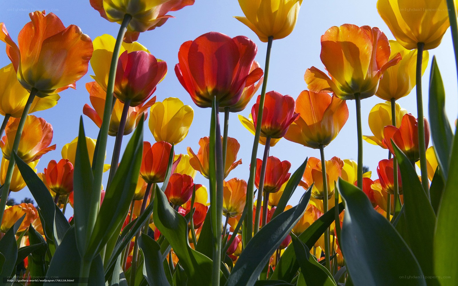 Colorful tulips in a field