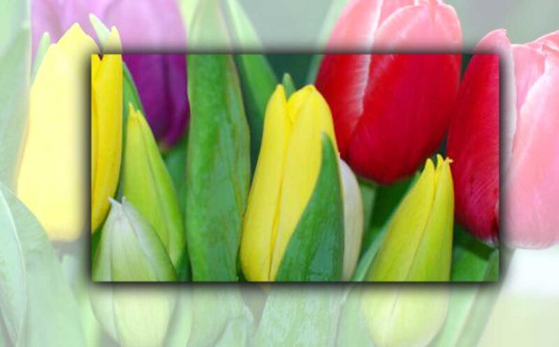 colorful tulips in a frame