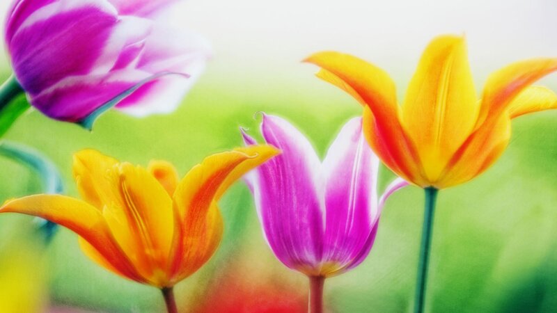 Colorful tulips in a garden