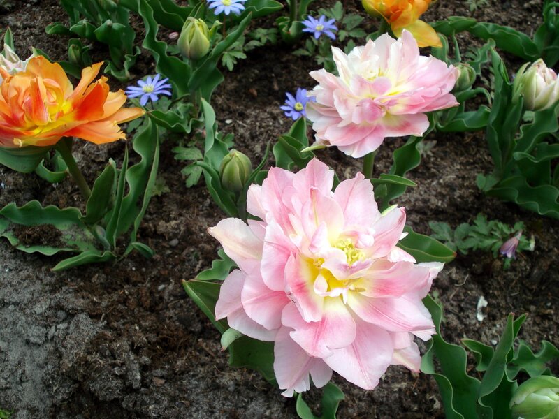 Colorful tulips in a garden