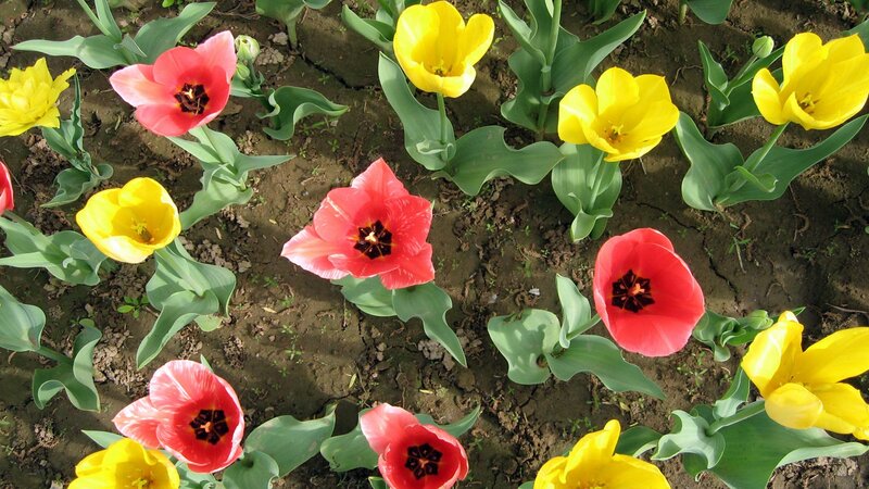 Colorful tulips in a garden