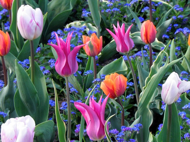 Colorful tulips in a garden