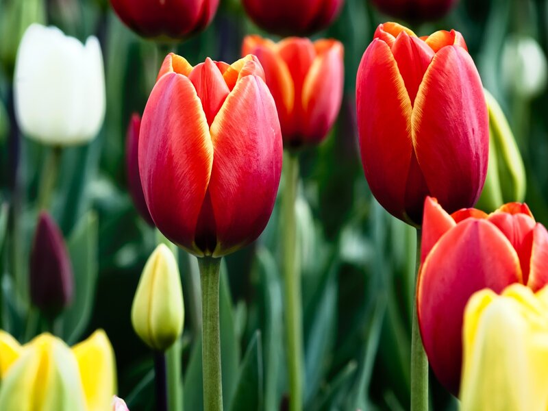 Colorful tulips in a garden