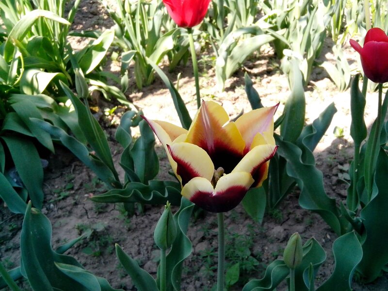 Colorful tulips in a garden