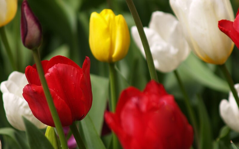 Colorful tulips in a garden