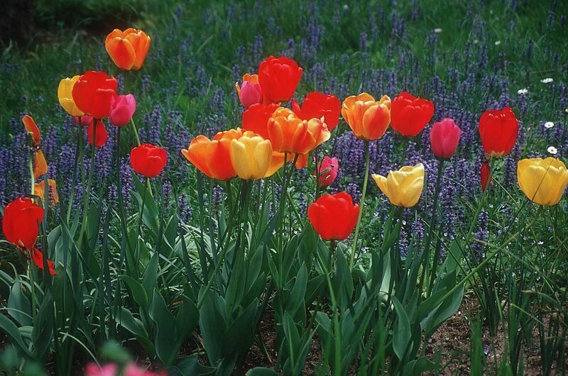 Colorful tulips in a garden
