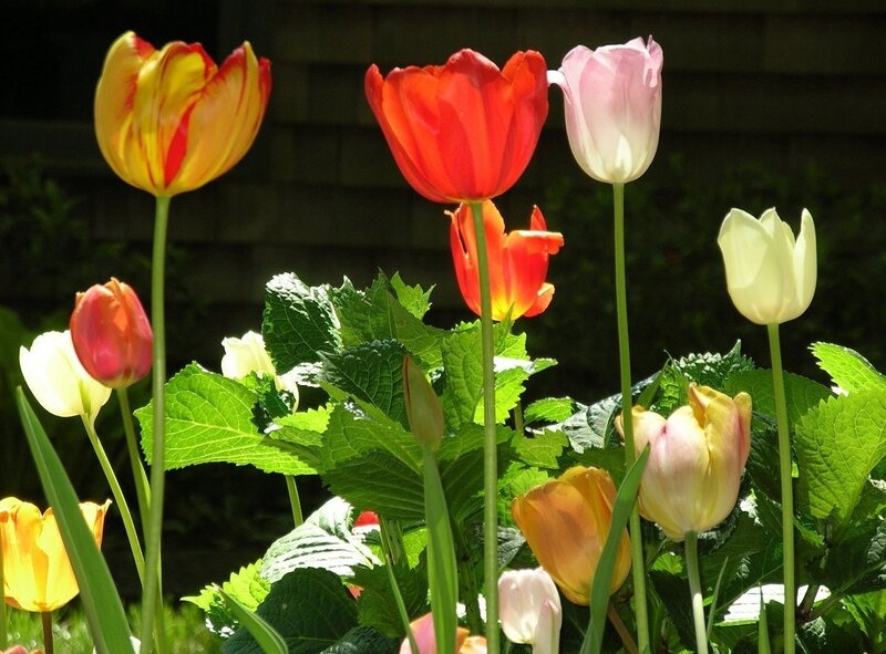 Colorful tulips in a garden