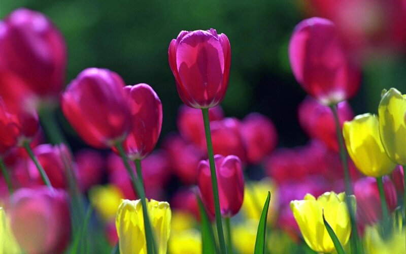 Colorful tulips in a garden