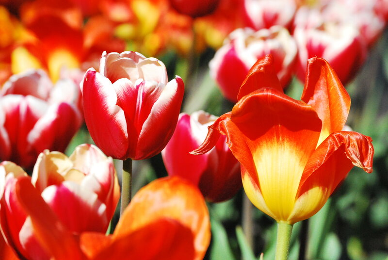 Colorful tulips in a garden